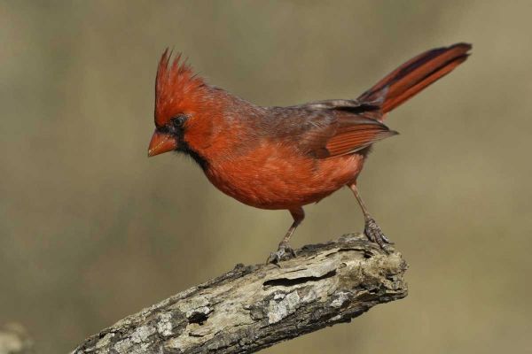 Texas Northern cardinal on branch